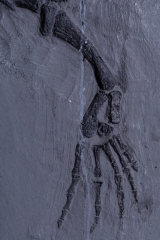 Рыба Asialepidotus shingyiensis и кейхозавры Keichousaurus hui