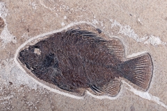 Рыбы Priscacara sp.