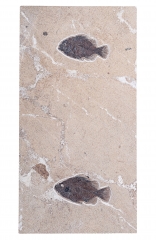 Рыбы Priscacara sp.