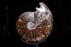 Аммонит Cleoniceras sp.