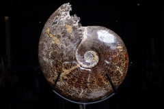 Аммонит Cleoniceras sp.