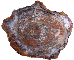 Окаменелое дерево Araucarioxylon arizonicum