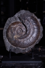 Аммонит Harpoceras falciferum
