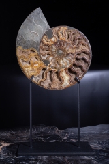 Аммонит Cleoniceras sp.
