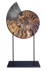 Аммонит Cleoniceras sp.