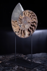 Аммонит Cleoniceras sp.