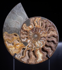 Аммонит Cleoniceras sp.