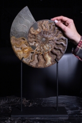 Аммонит Cleoniceras sp.