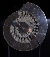 Аммонит Speetoniceras versicolor