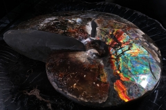 Аммонит Placenticeras costatum