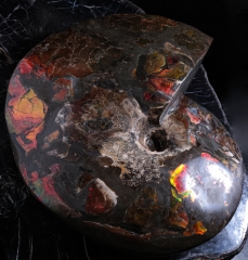 Аммонит Placenticeras costatum