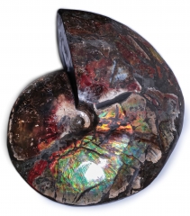 Аммонит Placenticeras costatum