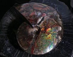 Аммонит Placenticeras costatum