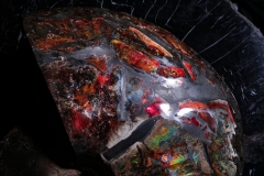 Аммонит Placenticeras costatum