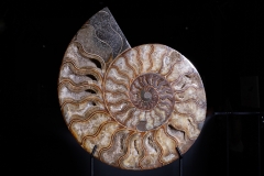 Аммонит Cleoniceras sp.