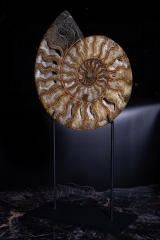 Аммонит Cleoniceras sp.