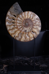 Аммонит Cleoniceras sp.