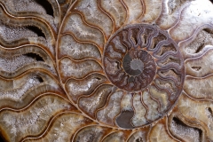 Аммонит Cleoniceras sp.