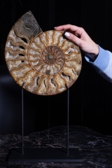 Аммонит Cleoniceras sp.