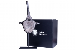 Позвонок Hypacrosaurus vertebrae