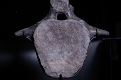 Позвонок Hypacrosaurus vertebrae