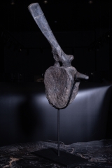 Позвонок Hypacrosaurus vertebrae