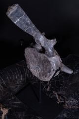 Позвонок Hypacrosaurus vertebrae