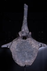 Позвонок Hypacrosaurus vertebrae