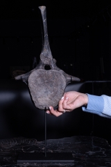 Позвонок Hypacrosaurus vertebrae