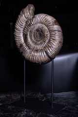 Аммонит Speetoniceras versicolor