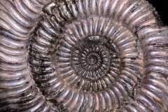 Аммонит Speetoniceras versicolor