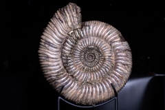 Аммонит Speetoniceras versicolor