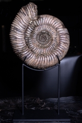Аммонит Speetoniceras versicolor