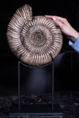 Аммонит Speetoniceras versicolor