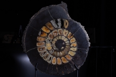 Аммонит Speetoniceras versicolor
