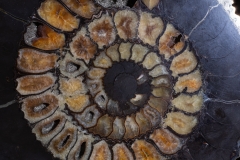 Аммонит Speetoniceras versicolor