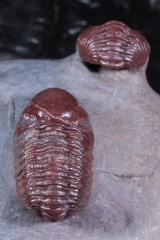 Трилобиты Adrisiops weugi