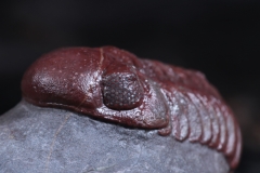Трилобиты Adrisiops weugi