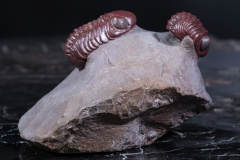 Трилобиты Adrisiops weugi