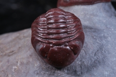 Трилобиты Adrisiops weugi