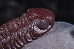 Трилобиты Adrisiops weugi