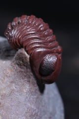 Трилобиты Adrisiops weugi