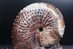 Аммонит Hoploscaphites nebrascensis