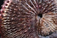 Аммонит Hoploscaphites nebrascensis