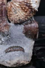 Аммонит Hoploscaphites nebrascensis
