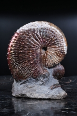 Аммонит Hoploscaphites nebrascensis