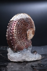 Аммонит Hoploscaphites nebrascensis
