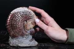 Аммонит Hoploscaphites nebrascensis