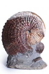 Аммонит Hoploscaphites nebrascensis