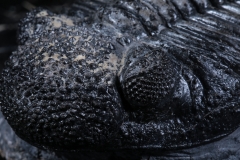 Трилобит Drotops megalomanicus